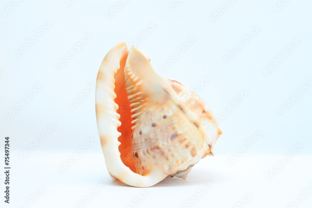 Sea shell