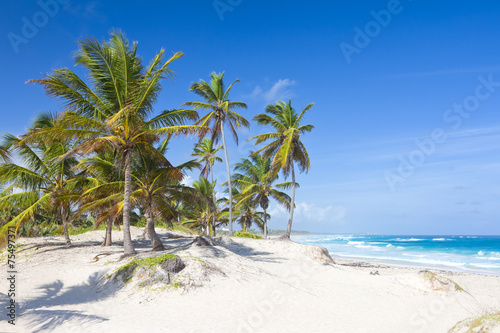Palm trees on the tropical beach  Bavaro  Punta Cana  Dominican