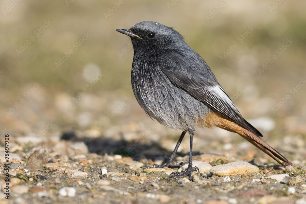 Obraz premium Black Redstart male