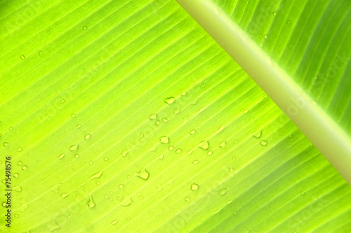 Bright green banana leaf with water drops