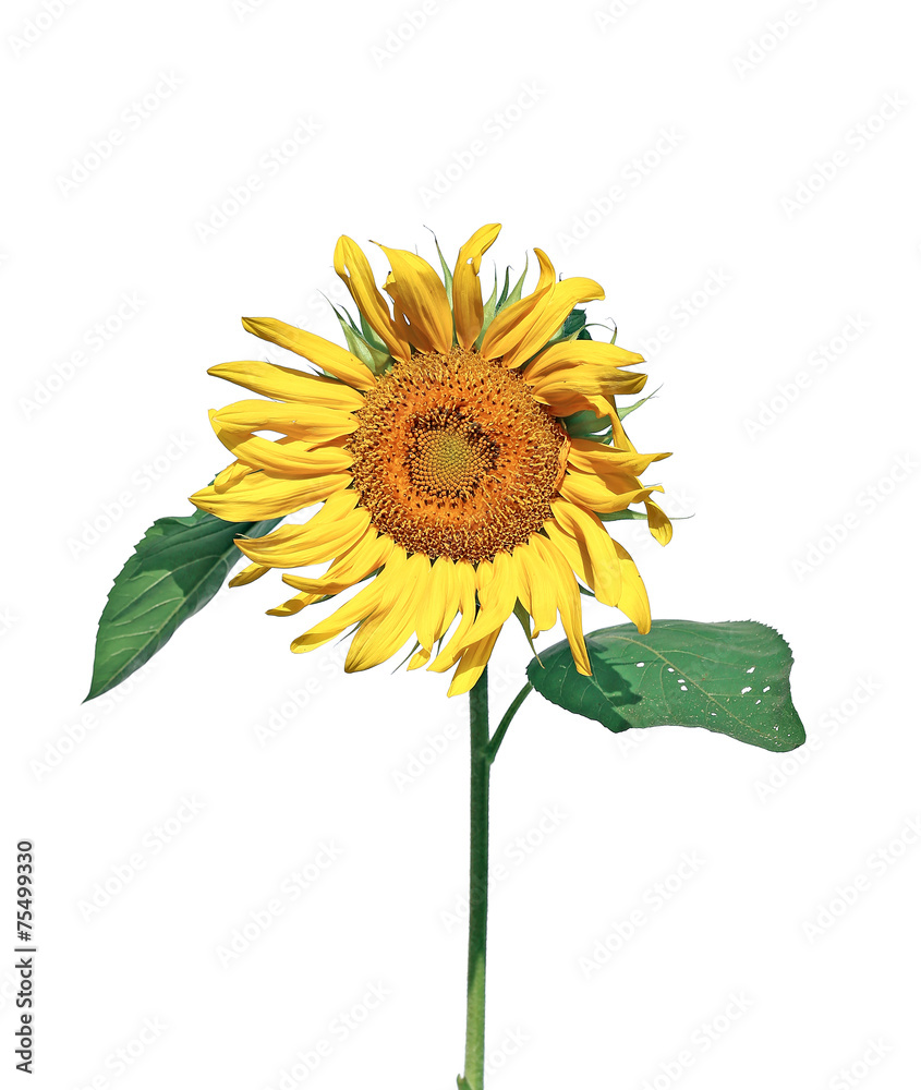 Naklejka premium Sunflower isolated on white background
