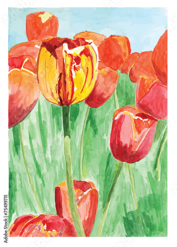 tulips