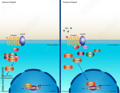 Wnt signalling pathway photo