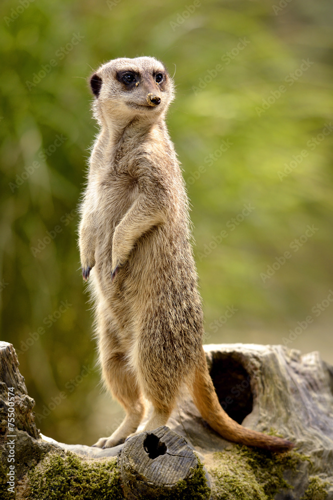 Fototapeta premium Meerkat standing on stump tree