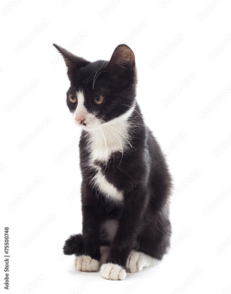 cute cat on a white background isolated cute cat on a white background isolated