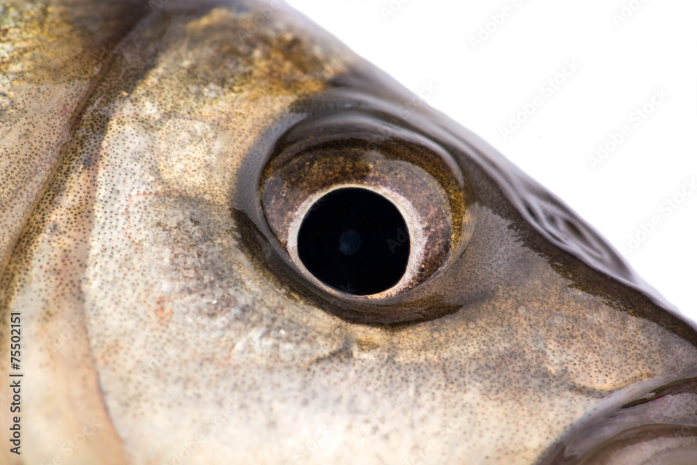 Fototapeta premium Fish eye