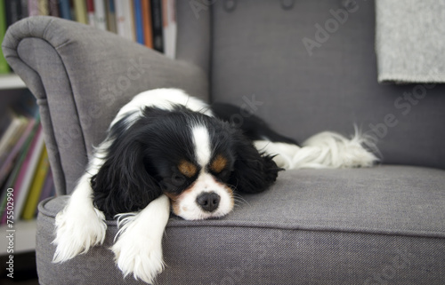 Картината върху платно sleeping dog