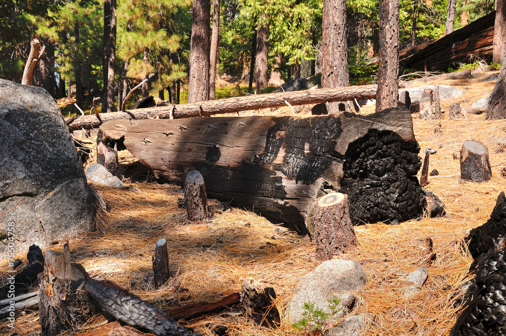 Fototapeta premium Burnt tree trunk in Yosemite national park. California.