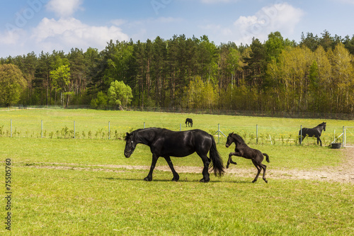 Mare with foal on meadow