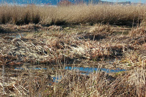 Wetland Reed Bed