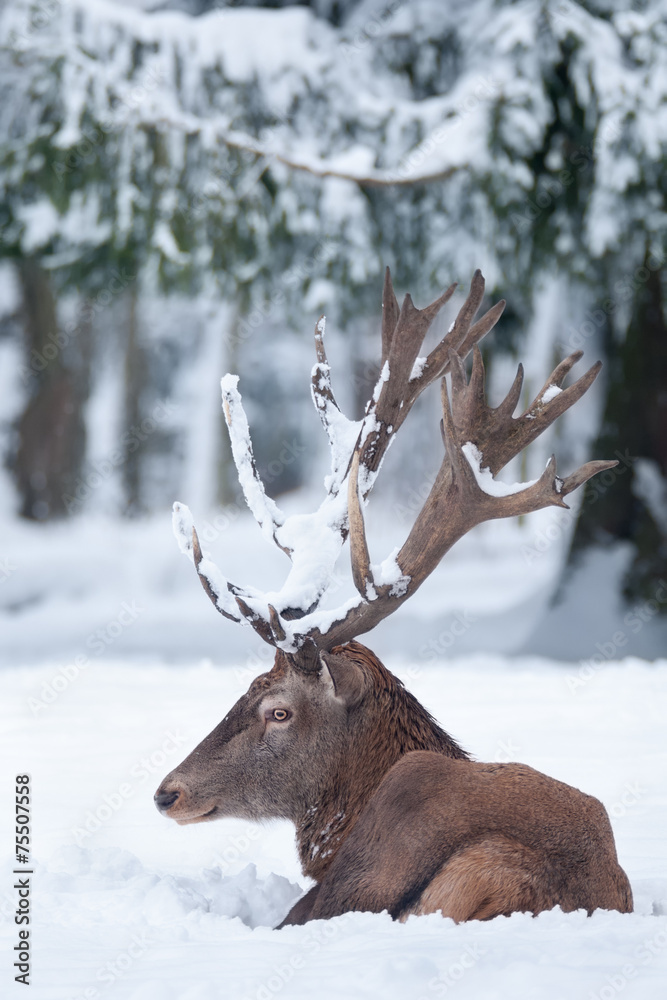Red Deer in Snow Red Deer in Snow