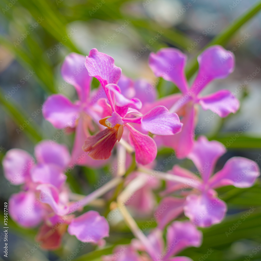 Malaysian Borneo orchid garden