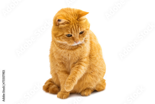 Fototapeta Naklejka Na Ścianę i Meble -  ginger cat isolated