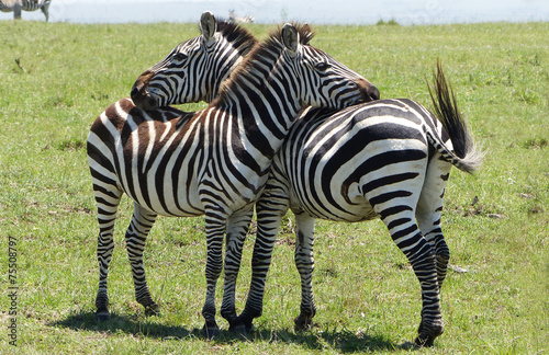 Zebra Freunde