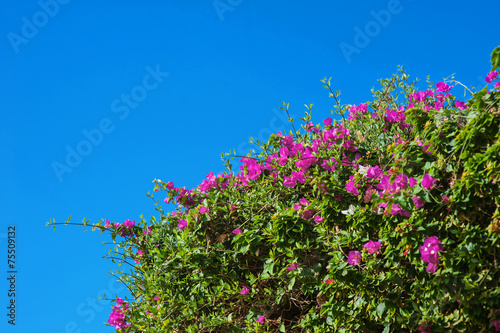 bougainvillea flowers exotic background of the sky photo