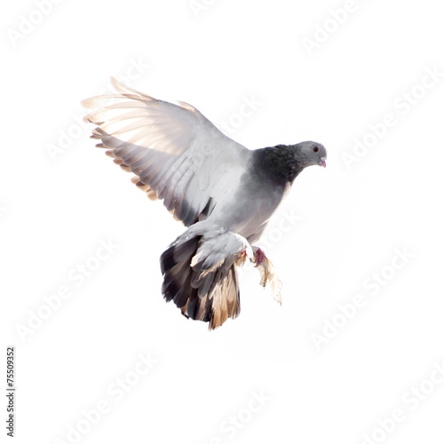 dove on white background © schankz