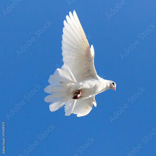 white dove on a background of blue sky