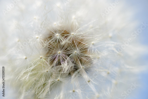 Fototapeta Naklejka Na Ścianę i Meble -  Dandelion seeds closeup