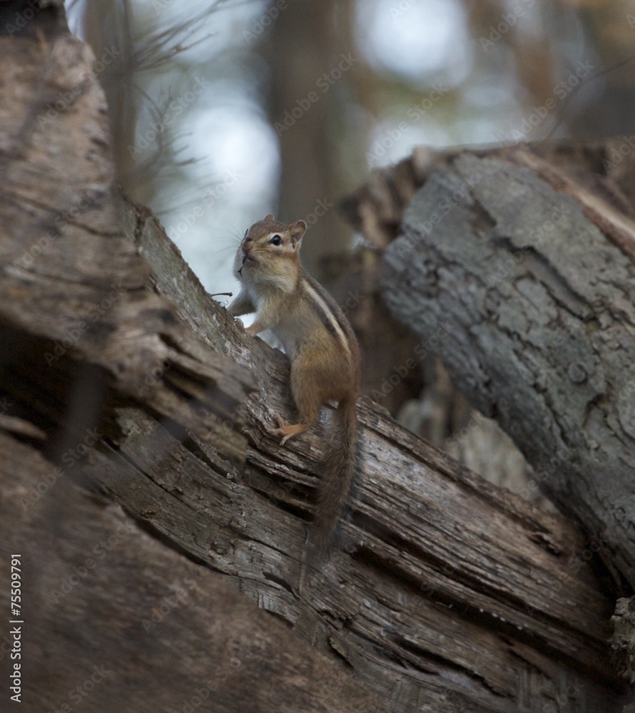 Chipmunk is eating