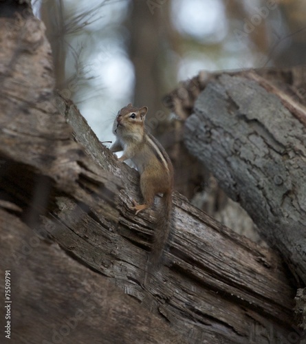 Chipmunk is eating
