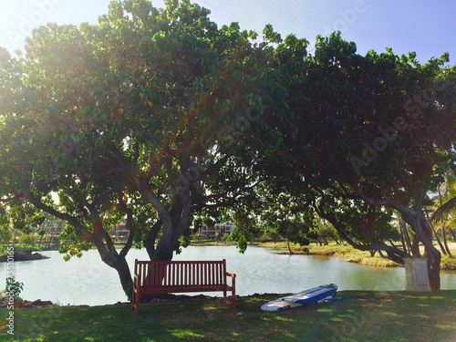 Принти на полотні Bench under a shady tree