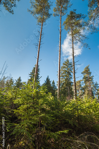 Spring March landscape at wood