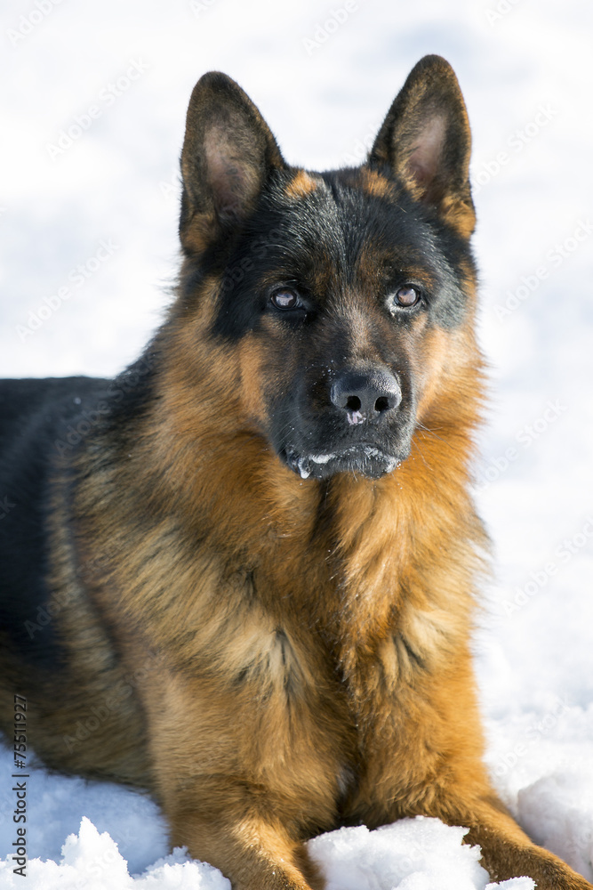 dog on the snow