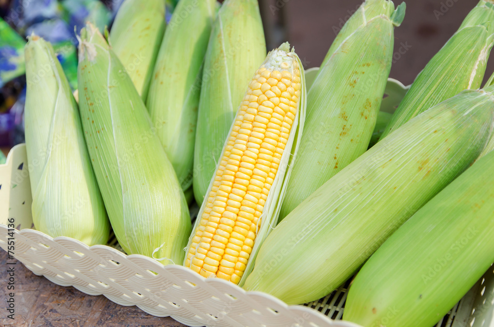 Fresh corn in the basket Fresh corn in the basket