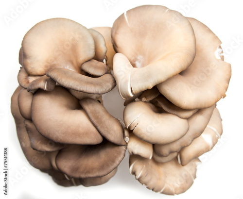 Oyster mushrooms on a white background