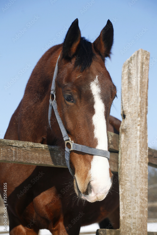 Fototapeta premium Headshot of a beautiful thoroughbred horse in winte rcorral