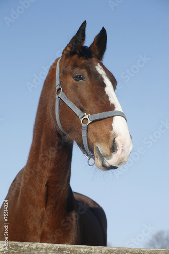 Portrait of nice purebred horse winter corral rural scene © acceptfoto