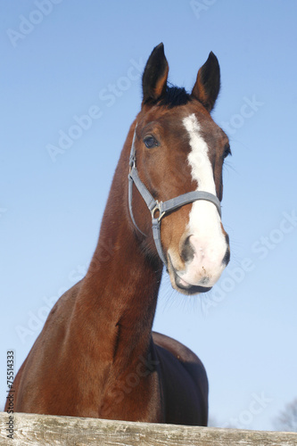 Headshot of a beautiful thoroughbred horse in winter pinfold