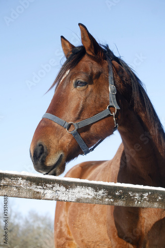 Portrait of nice purebred horse winter corral rural scene © acceptfoto