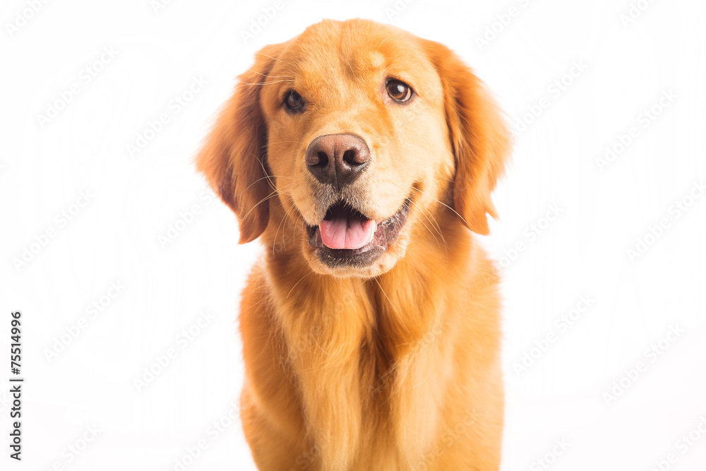 Golden Retriever Dog Golden Retriever Dog