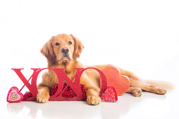 Valentine's Day Dog
