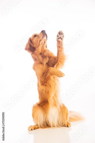 Fototapeta Naklejka Na Ścianę i Meble -  begging dog