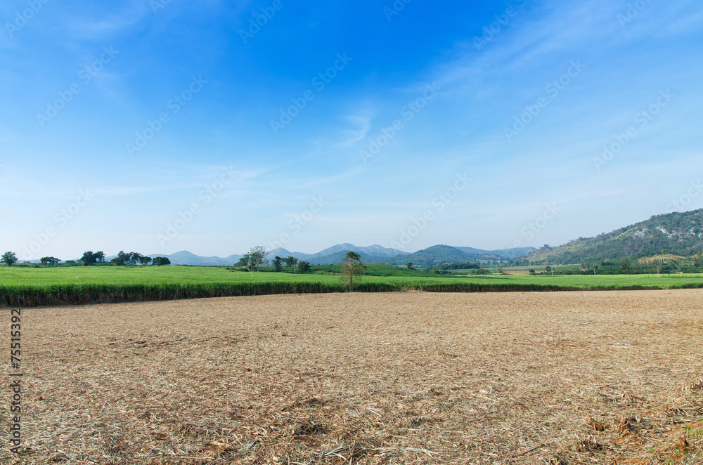 Sugarcane field agriculture tropical farm landscape