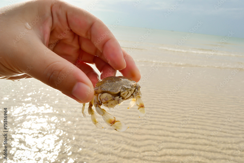 sea ​​crab