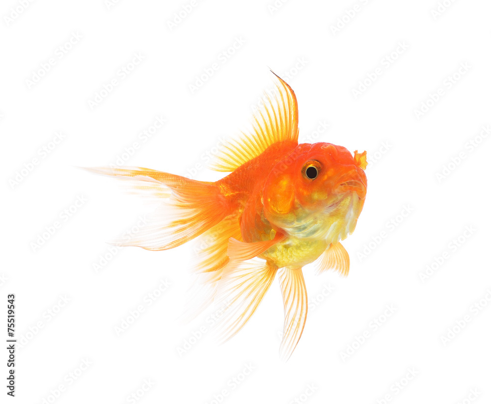 Gold fish isolated on a white background. Gold fish isolated on a white background.