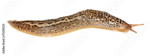 Limax maximus - leopard slug photo