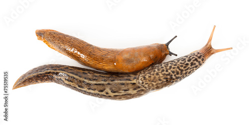 Great grey slug and Spanish slug