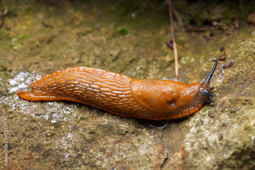 Spanish slug - Arion vulgaris