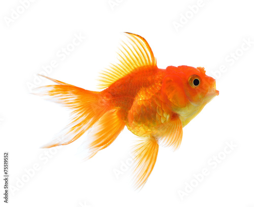 Gold fish isolated on a white background. © nipaporn