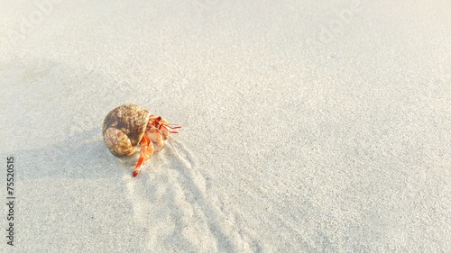 Hermit crab is walking on the beach