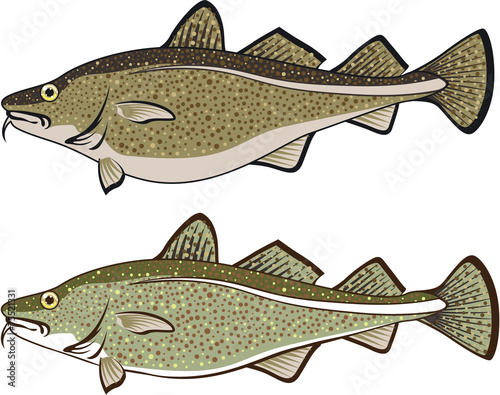 Cod Fish