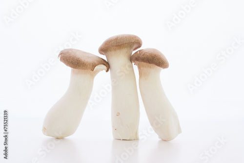 eringii mushroom