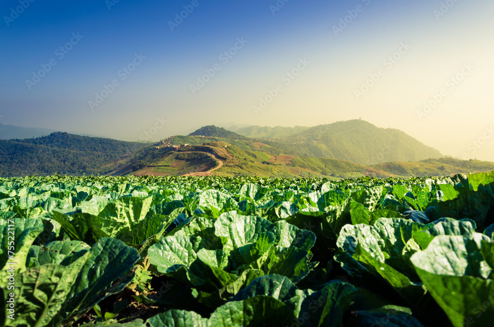 cabbage farm in high mountain