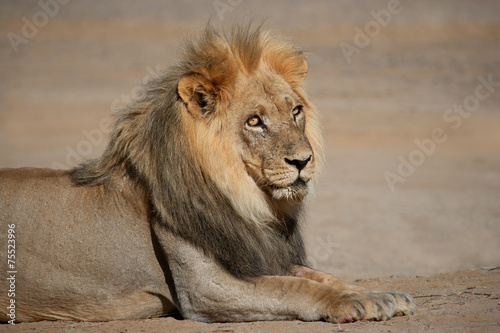 Male African lion  Panthera leo   Kalahari desert