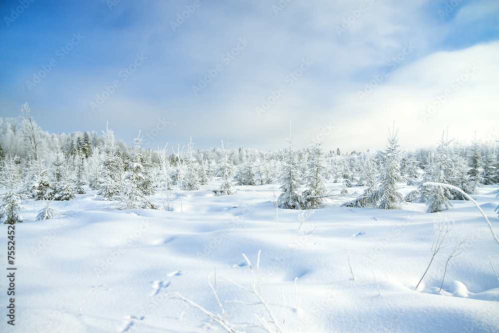 winter landscape with the forest and traces of a hare on snow winter landscape with the forest and traces of a hare on snow
