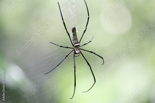 golden orb-web spider © louisnina